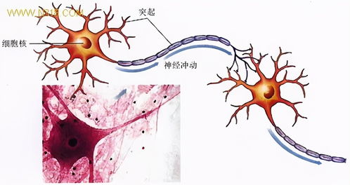 生物農(nóng)藥與化學(xué)農(nóng)藥 如何科學(xué)選擇，這里有深入分析