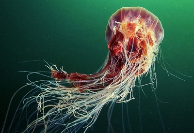 如夢(mèng)似幻的海底世界 奇異生物的奇妙之旅